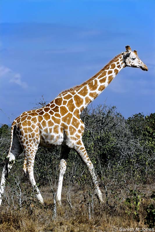 Reticulated Giraffe, Aberdare 010334