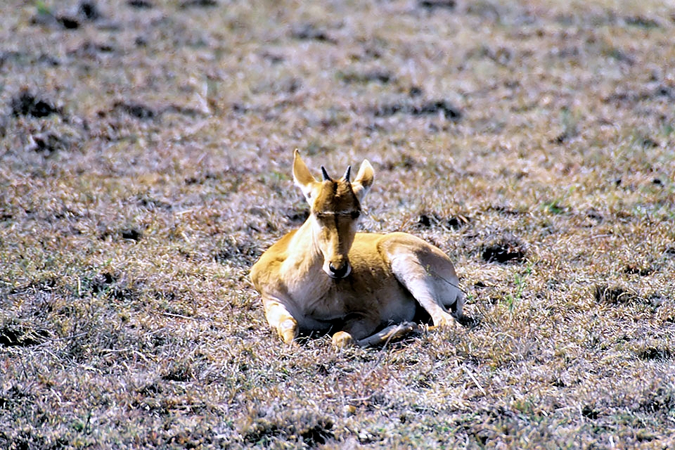 Hartebeest, Masai Mara 010914