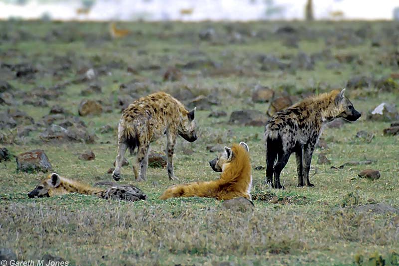 Spotted Hyena, Masai Mara 010324