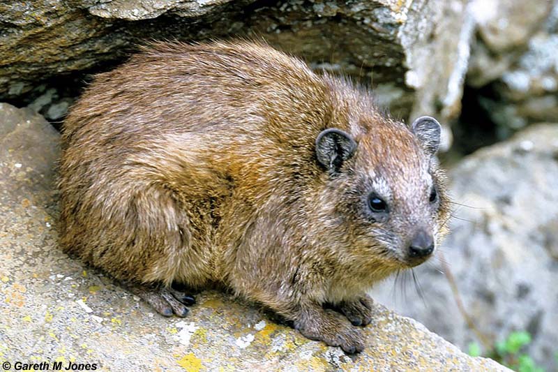 Hyrax, Hells Gate 0105