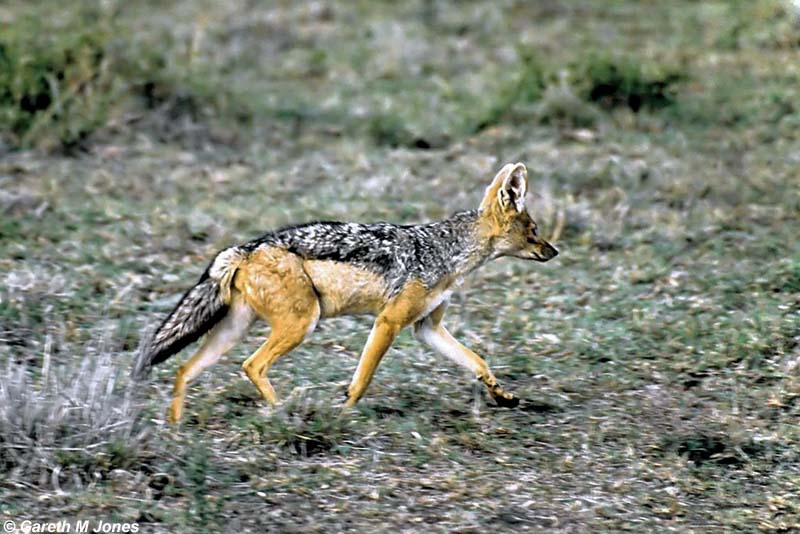 Black Backed Jackal, Masai Mara 010733