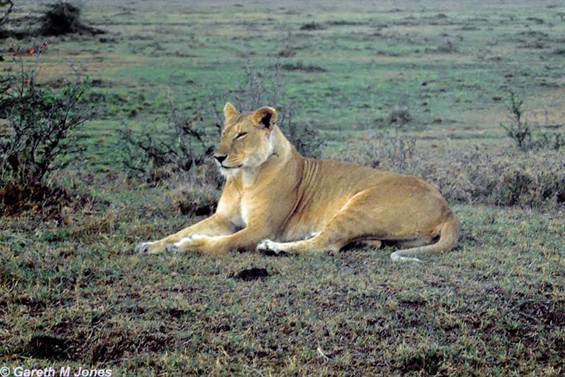 Lion, Masai Mara 010504
