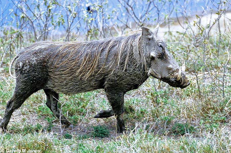 Warthog, Nakuru 030301