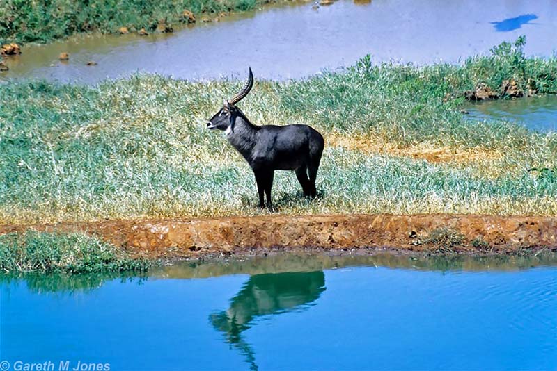 Waterbuck, Tsavo West 0114