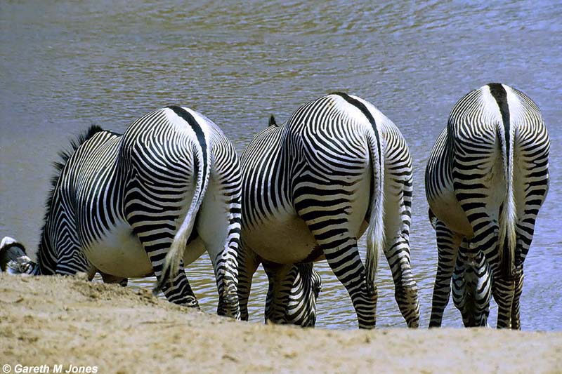 Grevys Zebra, Samburu 020803