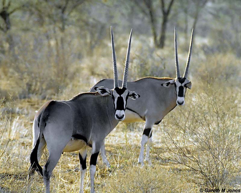 Oryx, Samburu 010301