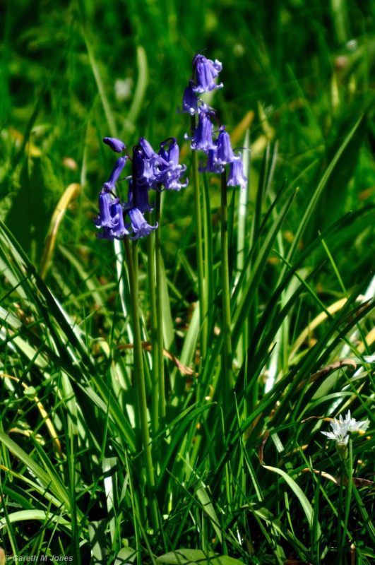 Bluebells, Kingston Lacy 1324