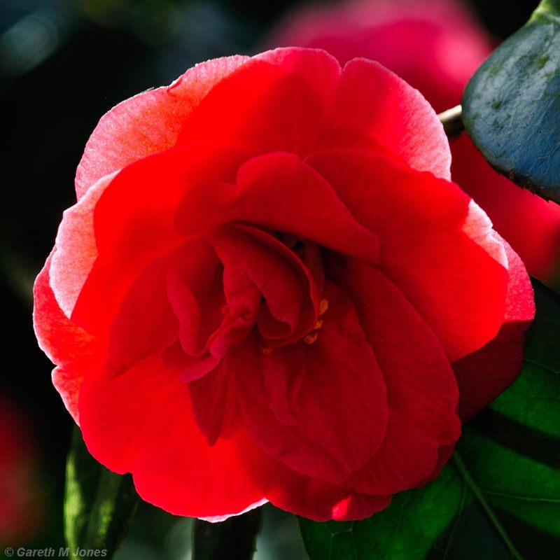 Camellia, Kingston Lacy 0913