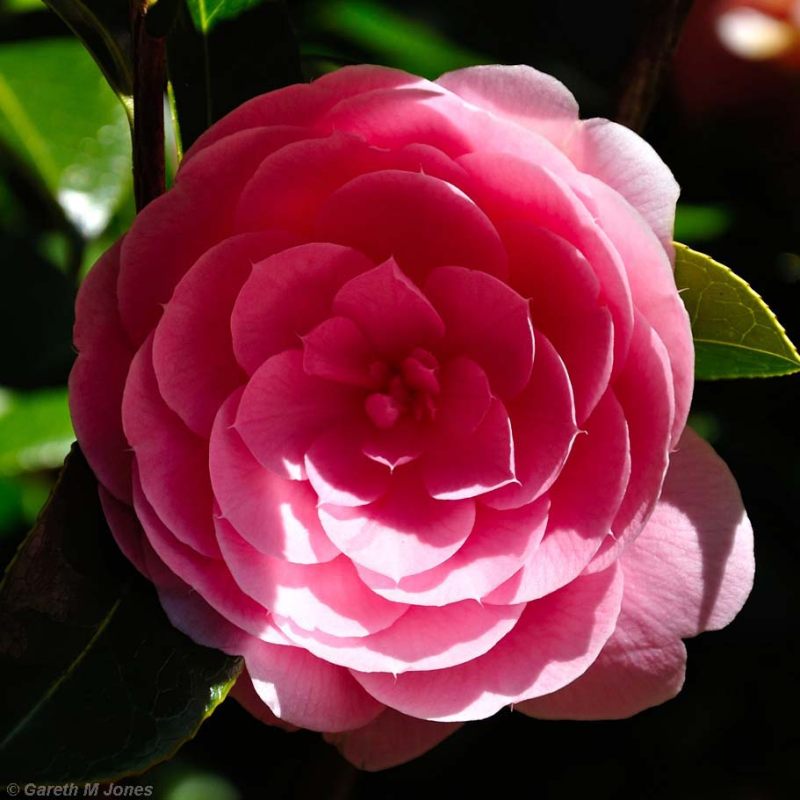 Camellia, Kingston Lacy 1350