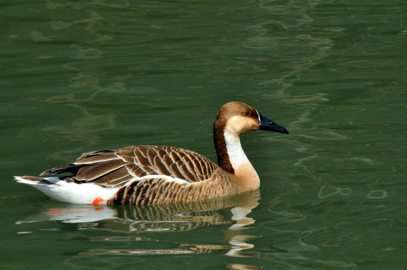 Swan Goose, Wildfowl & Wetlands Trust, 1000