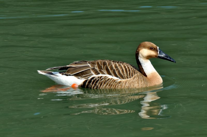 Swan Goose, Wildfowl & Wetlands Trust, 1002