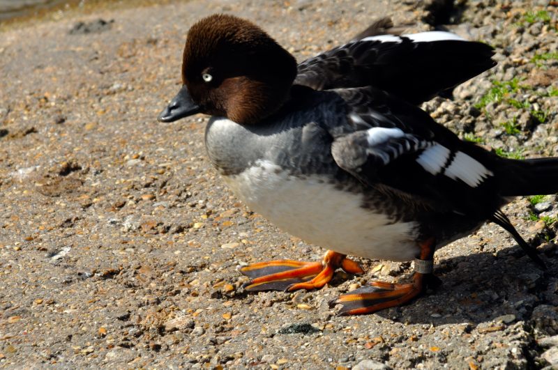 Goldeneye, Wildfowl & Wetlands Trust, 1030