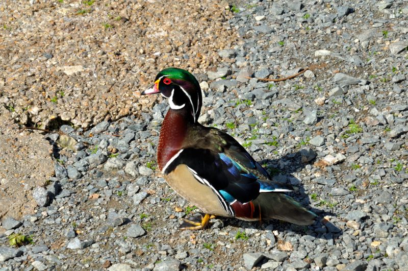 American Wood Duck, Wildfowl & Wetlands Trust, 1043