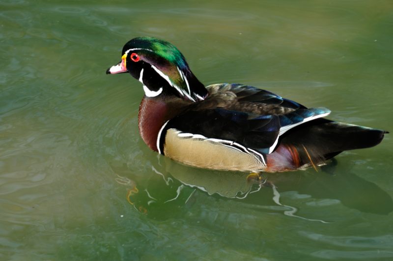 American Wood Duck, Wildfowl & Wetlands Trust, 1074