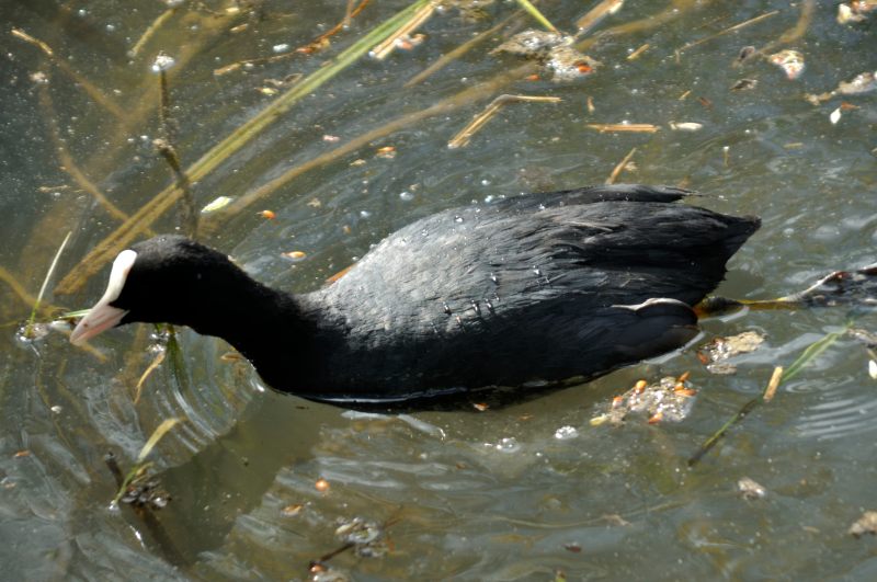 Coot, Wildfowl & Wetlands Trust, 1082