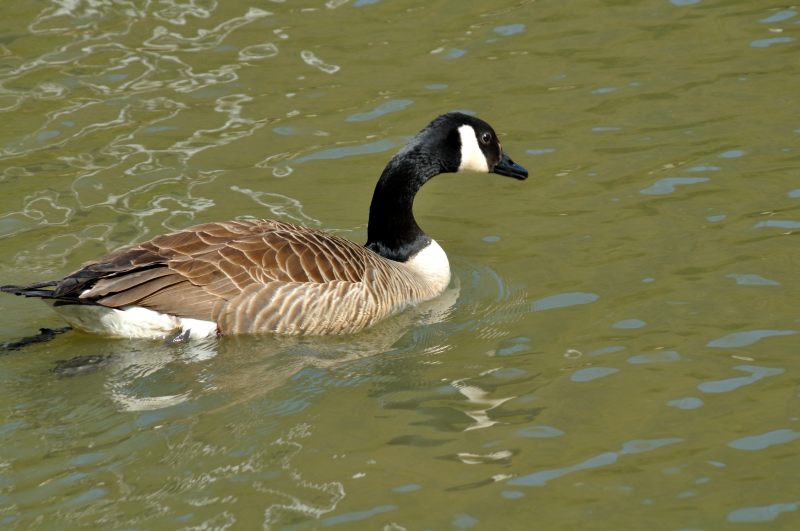 Canada Goose, Wildfowl & Wetlands Trust, 1097