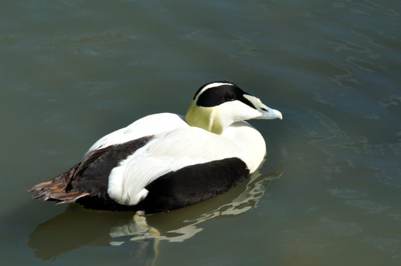 Eider Duck, Wildfowl & Wetlands Trust, 1103