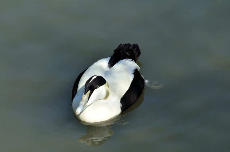 Eider Duck, Wildfowl & Wetlands Trust, 1104