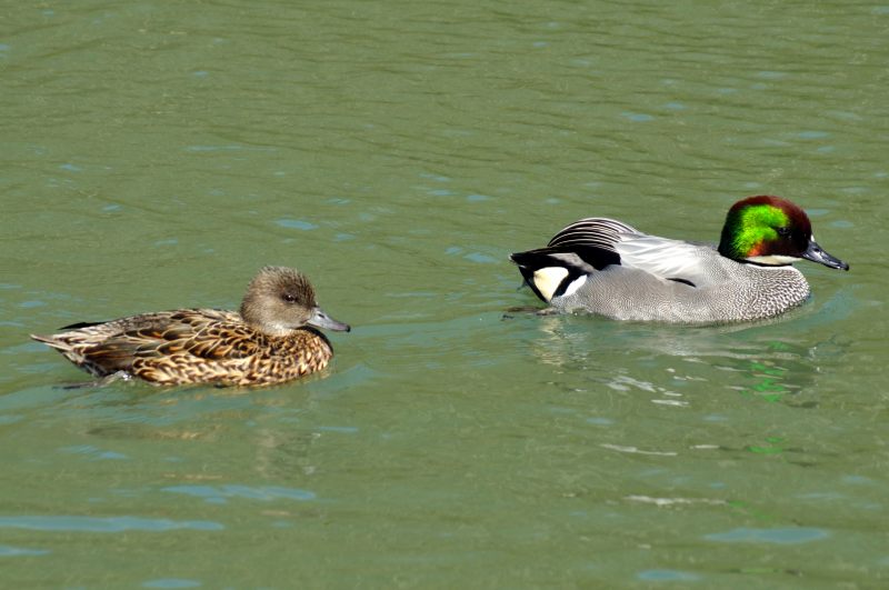 Falcated Duck, Wildfowl & Wetlands Trust, 1119