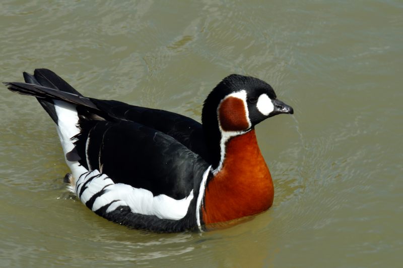 Red Breased Goose, Wildfowl & Wetlands Trust, 1132
