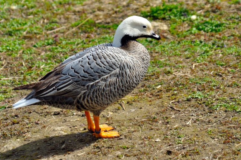 Emperor Goose, Wildfowl & Wetlands Trust, 1133