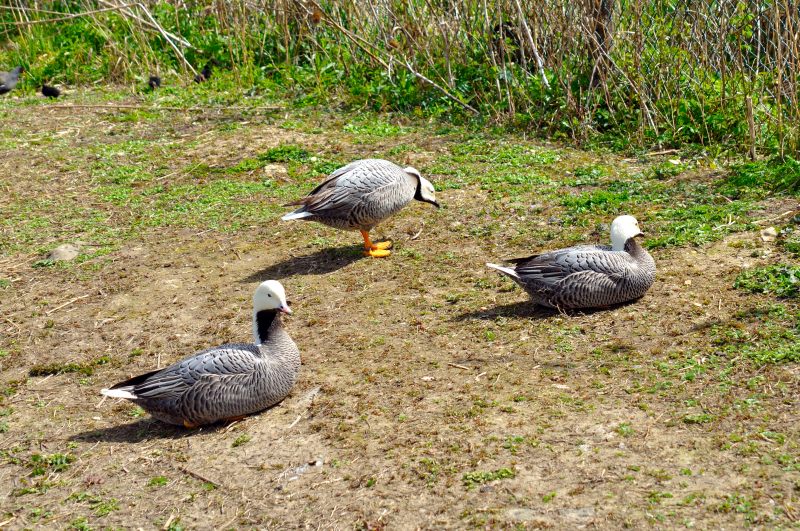 Emperor Goose, Wildfowl & Wetlands Trust, 1135