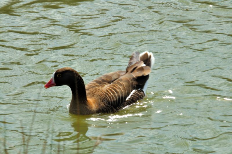 White Fronted Goose, Wildfowl & Wetlands Trust, 1164