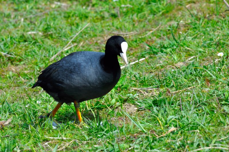 Coot, Wildfowl & Wetlands Trust, 1199