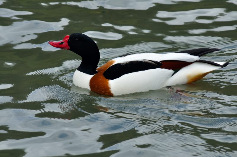 Shelduck, Wildfowl & Wetlands Trust, 1243