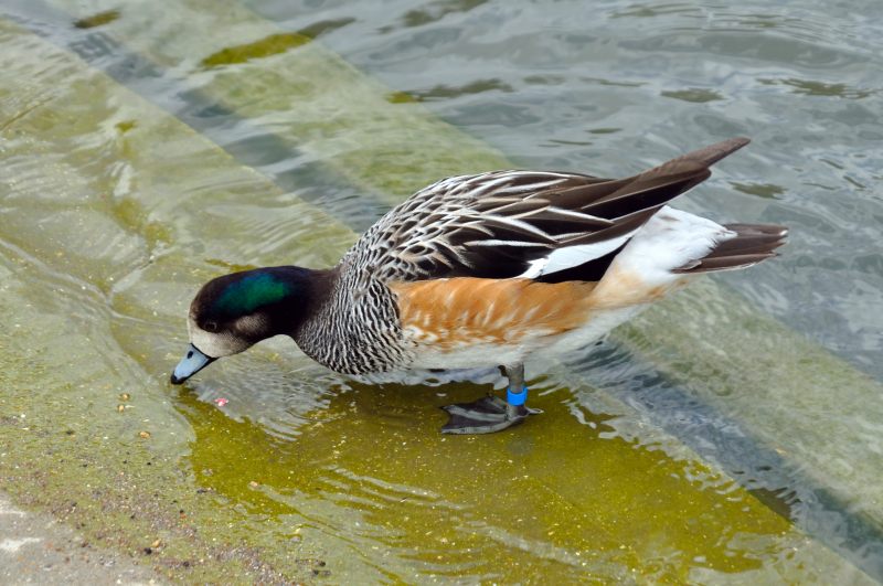 Chiloe Wigeon, Wildfowl & Wetlands Trust, 1251