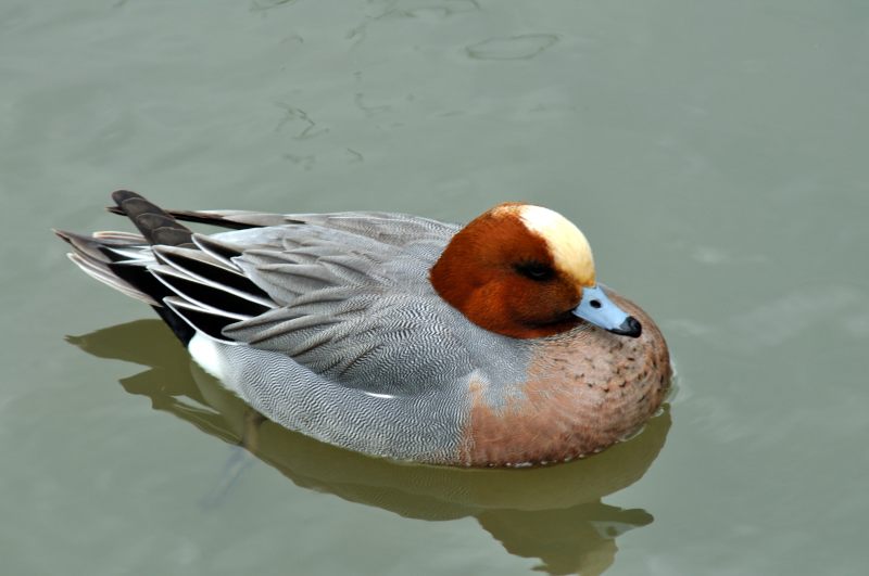 Wigeon, Wildfowl & Wetlands Trust, 1263