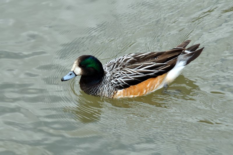 Chiloe Wigeon, Wildfowl & Wetlands Trust, 1279