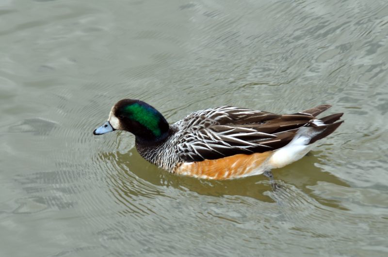 Chiloe Wigeon, Wildfowl & Wetlands Trust, 1280