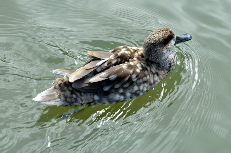 HELP! ID PLEASE - Wildfowl & Wetlands Trust, 1019