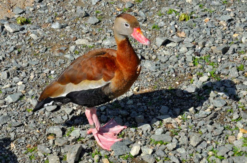 Black-bellied Whistling Duck