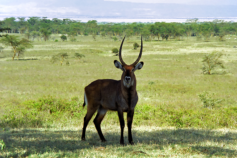 Waterbuck, Nakuru 0421