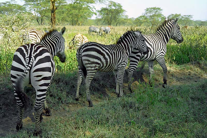Zebra, Nakuru 0536