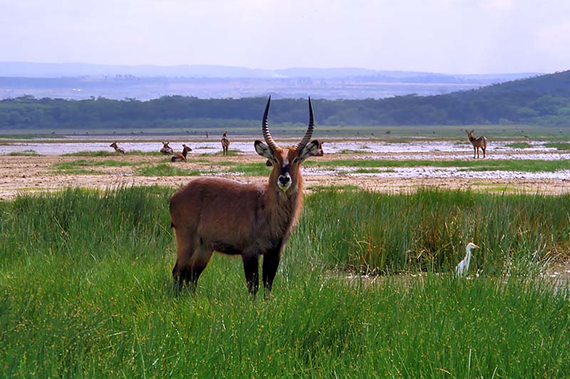 Waterbuck, Nakuru 0732