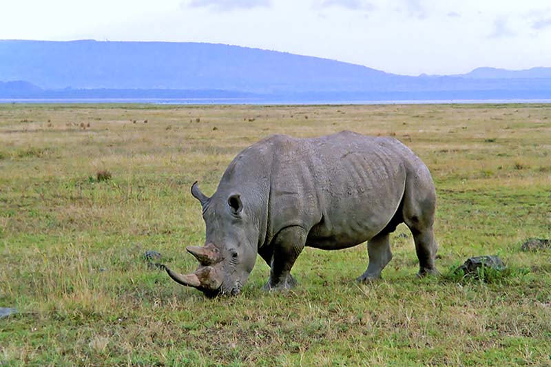 Rhinoceros, Nakuru 1213
