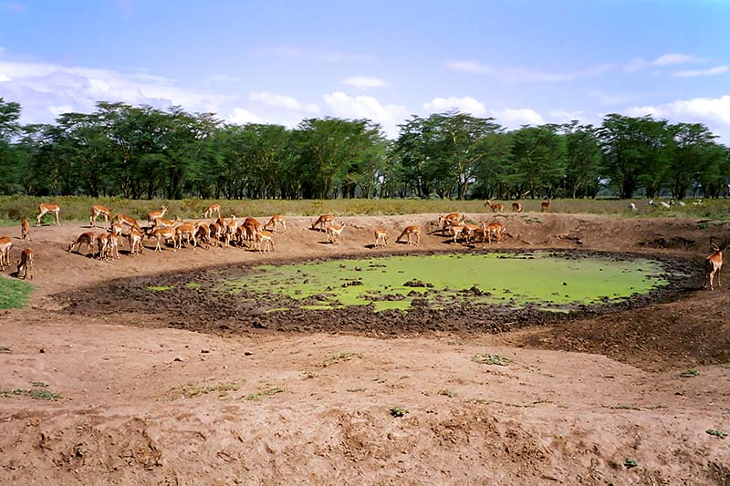 Impala, Nakuru 1307