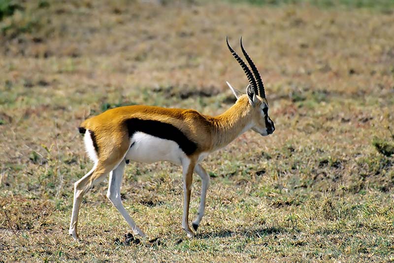 Gazelle, Masai Mara 0128