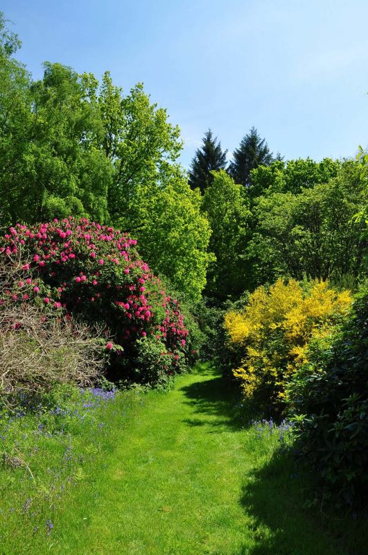 Rhododendron, Charborough Park 0017