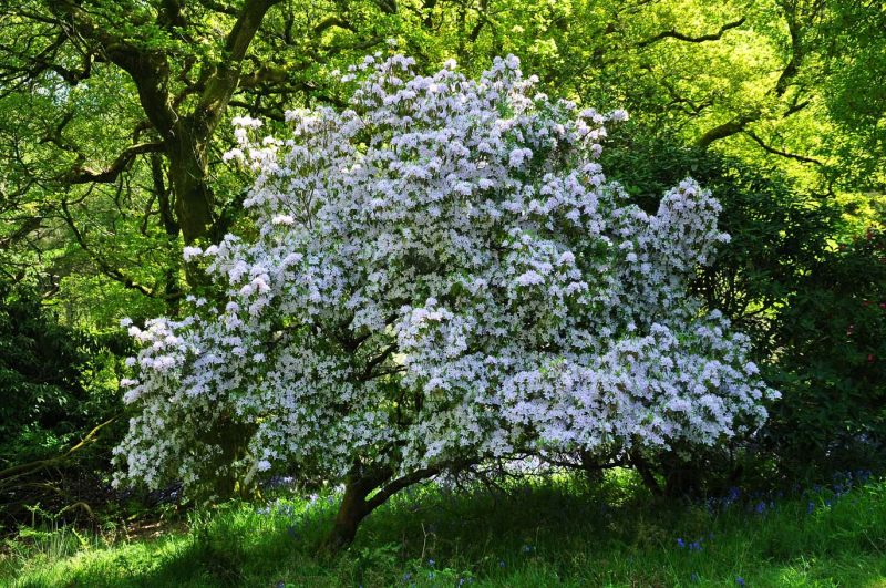 Rhododendron, Charborough Park 0031
