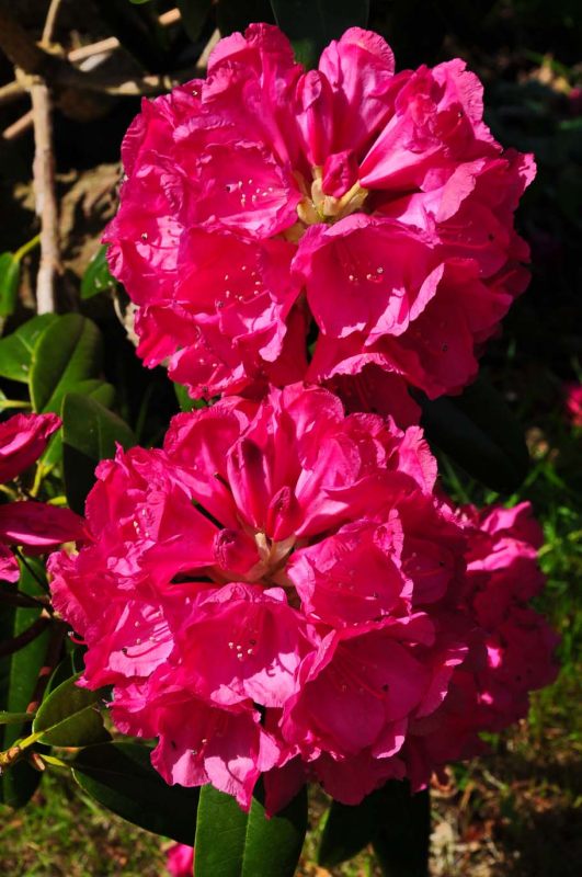 Rhododendron, Charborough Park 0063