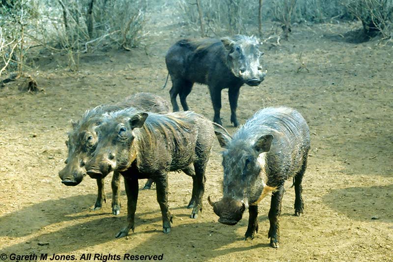 Warthog, Nairobi 0229