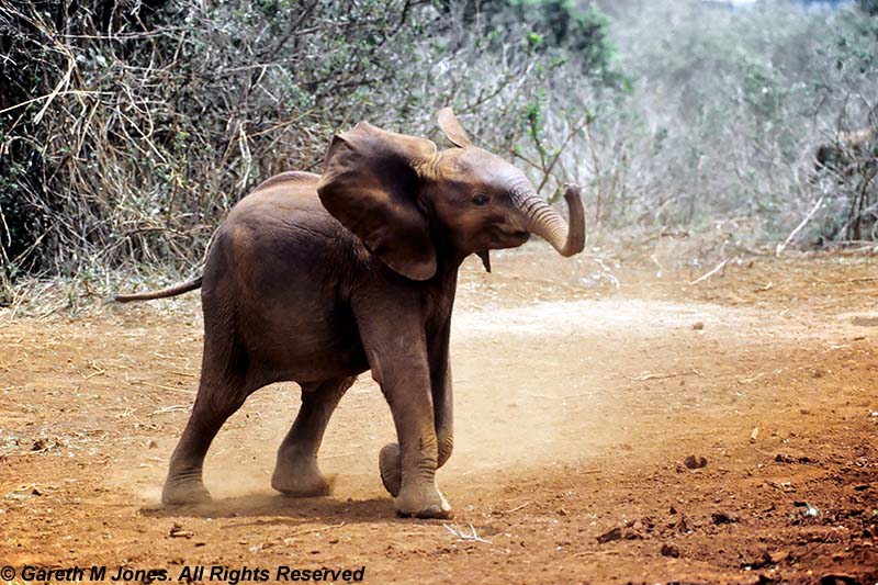 Elephant, Sheldrick 0336
