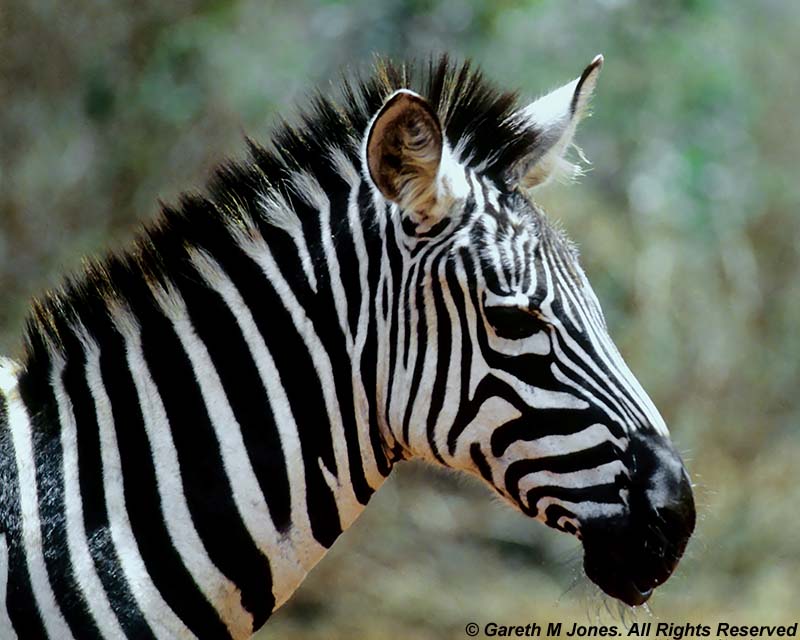 Zebra, Sheldrick 0313