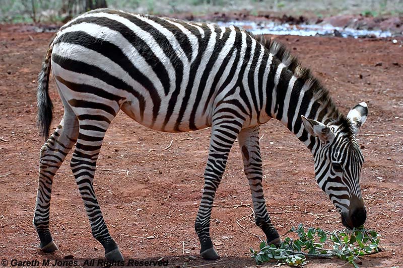 Zebra, Sheldrick 0417