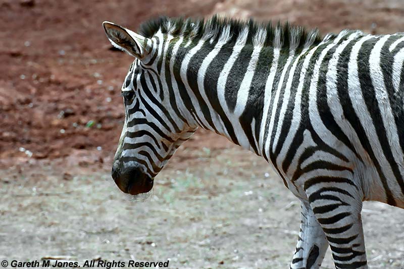 Zebra, Sheldrick 0420