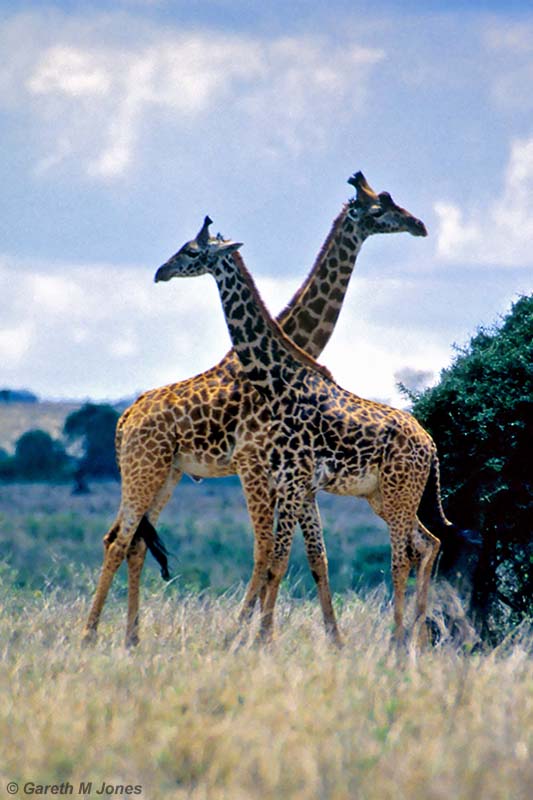 Masai Giraffe, Nairobi 2315